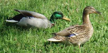 Pareja de anades, Anas platyrhynchos caidos junto a la carretera sindicación CMS 