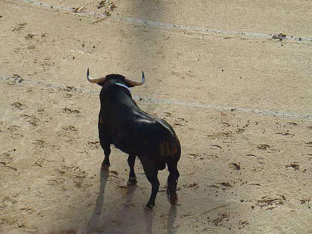 Toro Osborne encaste Osborne