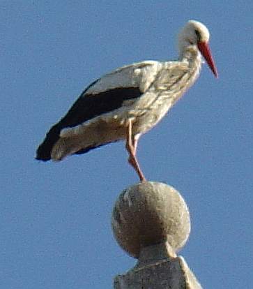 Ciconia ciconia
