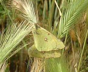 Colias crocea apareandose