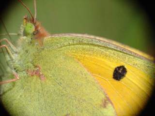 Colias crocea