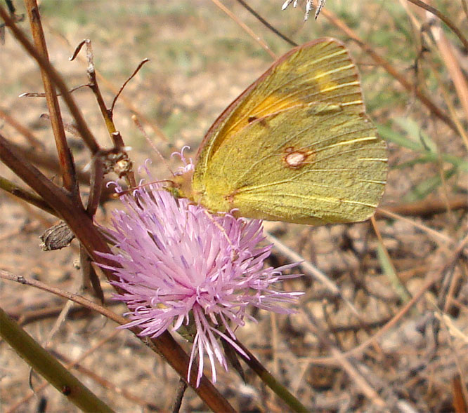 Colias crocea