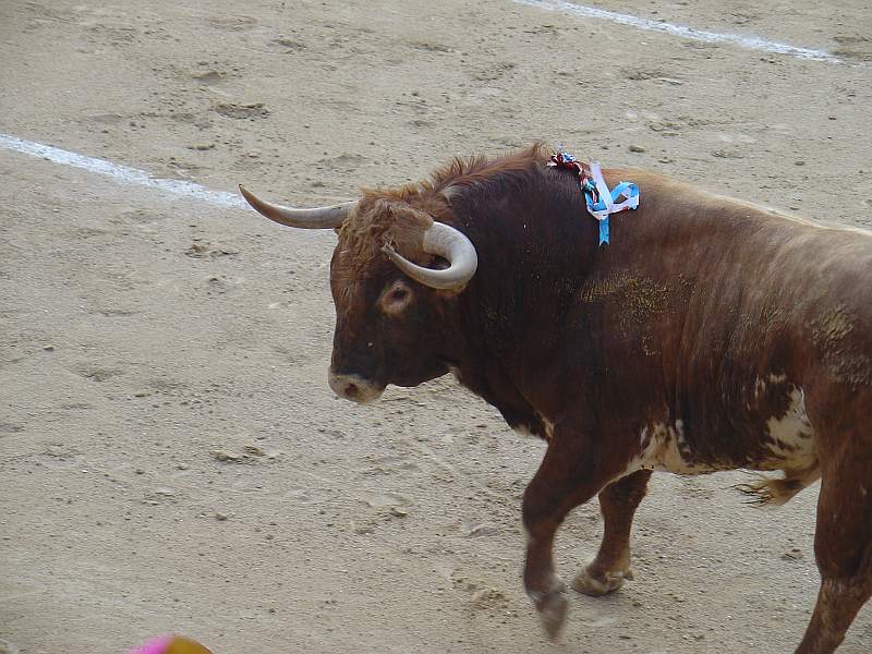 Desvio, toro colorao bragao de 520 Kg. nacido en julio de 2005 en la ganaderia Nazario Iba�ez Azorin de encaste Nu�ez