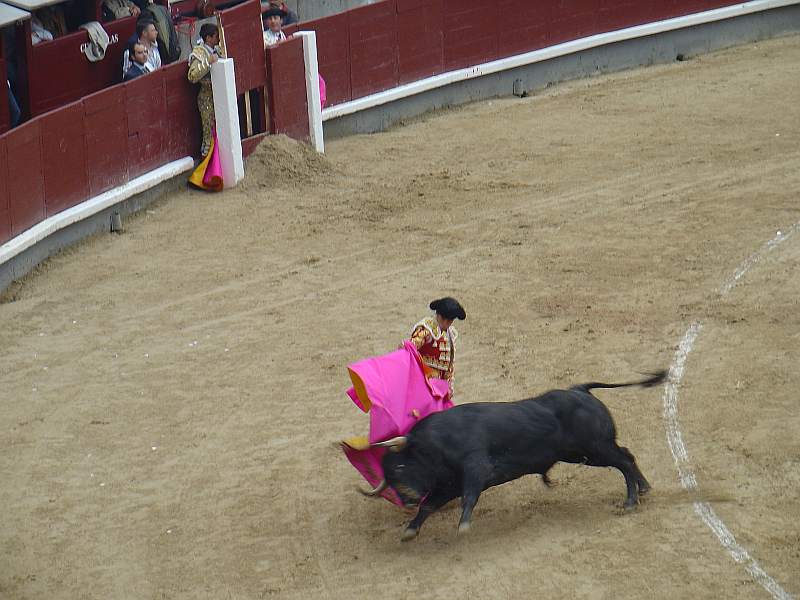 El Juli | Cantapajaros | Victoriano del Rio encaste JP Domecq | 529 Kg.