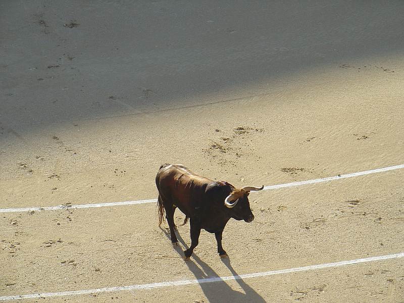 Toro castaño Lujurioso de la ganaderia Guadaira encaste Domecq | 516 Kg.