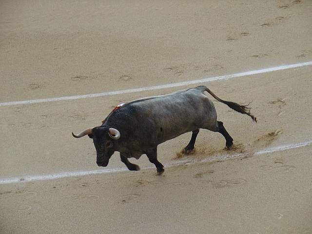 Milagroso, toro cardeno bragao corrido de 567 kilos nacido en enero de 2.005 en la ganaderia Jose Escolar encaste Albaserrada lidiao el 4º la tarde del 16 de mayo de 2.009 en las Ventas
