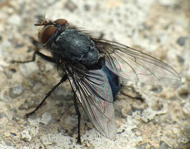 Fly