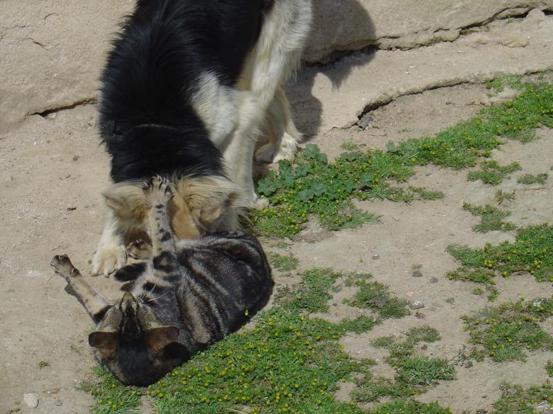 Como el perro y el gato