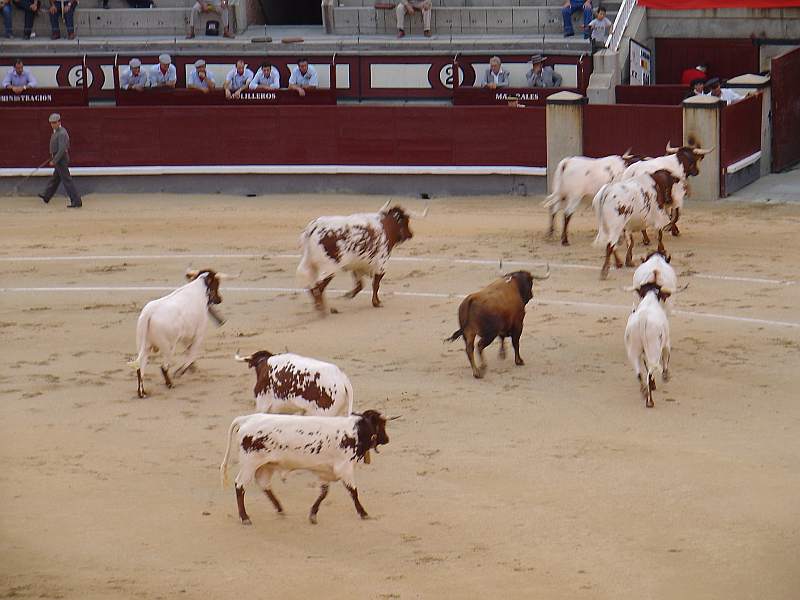 Presidiario, toro Osborne encaste Osborne devuelto a los toriles el 26 de agosto de 2007 en las Ventas