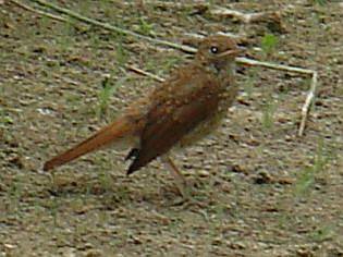Luscinia megarhynchos