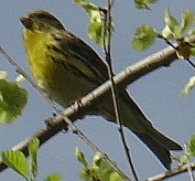 Serinus serinus