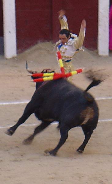 Sanchez Vara ante Cortinero, toro negro bragao de 562 kilos nacido en febrero de 2005 en la ganaderia Escolar encaste Albaserrada Saltillo lidiao el 6º la tarde del 16 de mayo de 2.009 en las Ventas