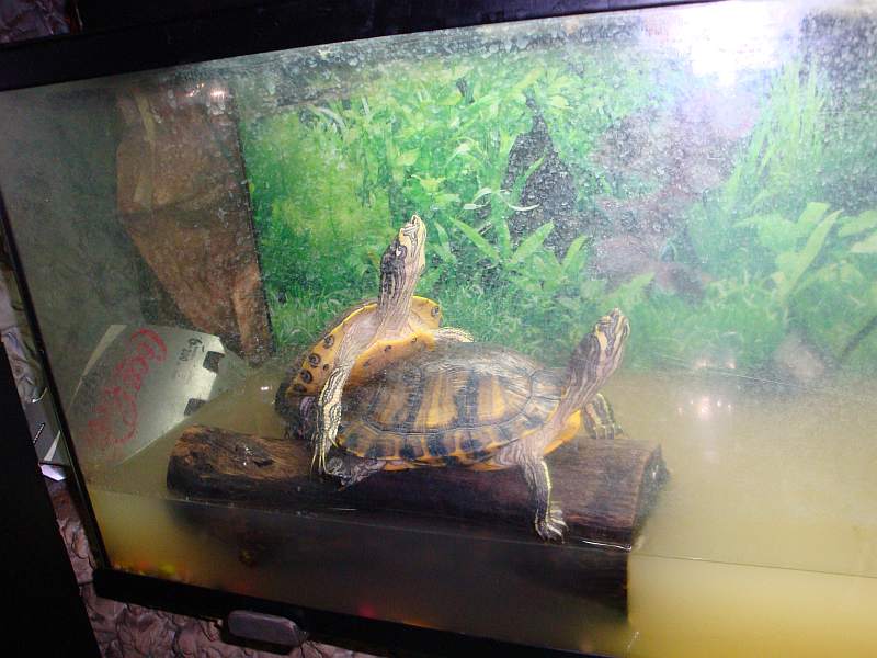 Pareja de tortugas