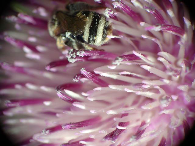 P�nica granatum, granado