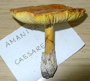 Amanita caesarea
