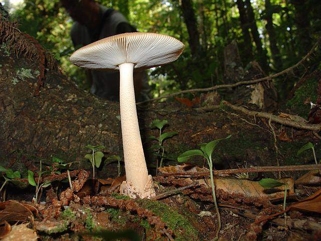 Amanita fulva