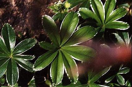 Alchemilla alpina
