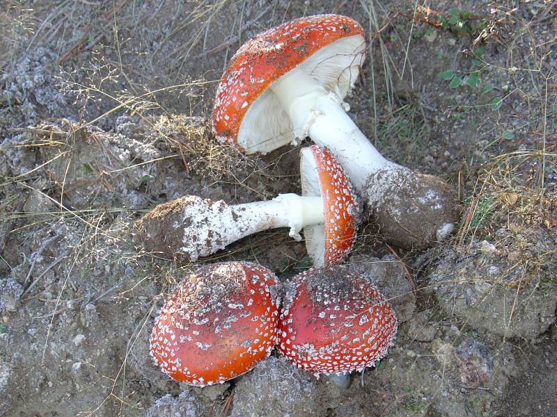 Amanita muscaria (L. ex Fr.) Hooker, matamoscas