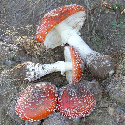 Amanita muscaria (Linne ex Fries) Hooker, matamoscas