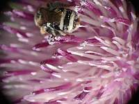 La danza de las abejas