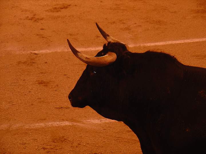 Artancio | Guadaira encaste JP Domecq | 501 Kg.