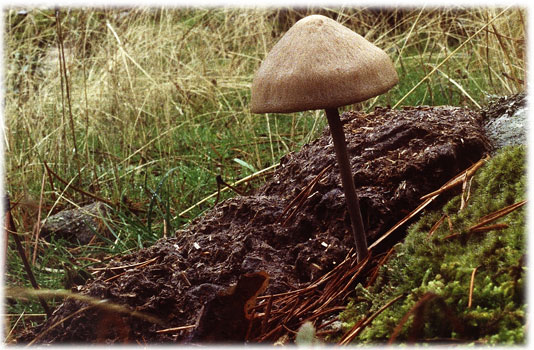 Panaeolus sphinctrinus