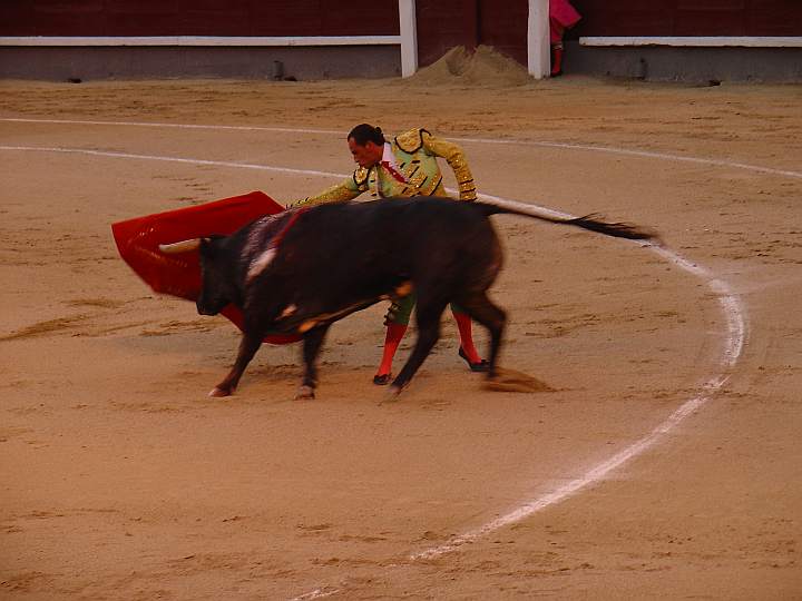 Bos taurus, toro