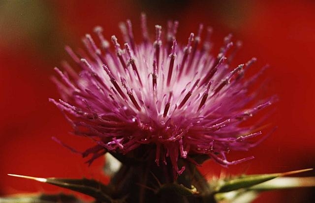Flor de cardo mariano, Silybum marianum