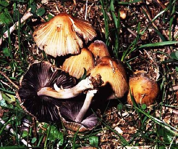 Coprinus micaceus