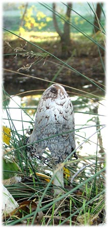 Coprinus comatus, tintero, antialcoholico