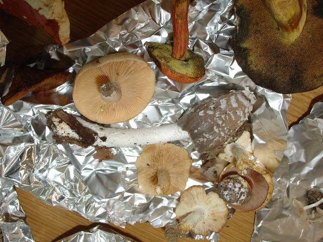 Coprinus picaceus (Bull.) Fr.
