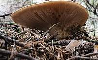 Clitopilus prunulus, la bella molinera