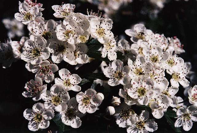 Flores de espino blanco en marzo de 2003