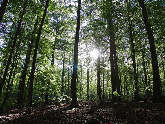 Bosque de hayas, Fagus sylvatica por el Montseny