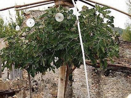 Ficus carica, higuera