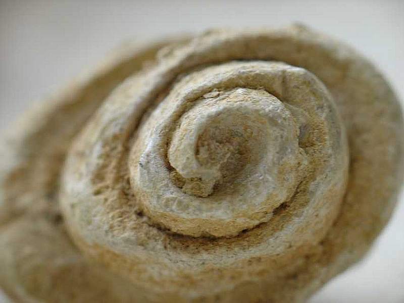 Fosil de Molusco gasteropodo