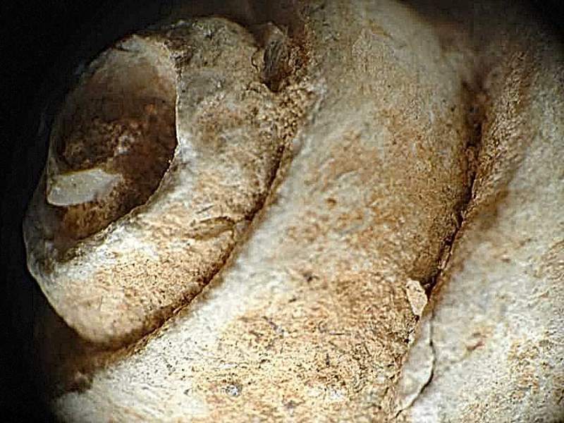 Fosil de molusco gasteropodo