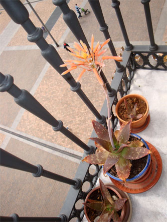 Aloe en flor