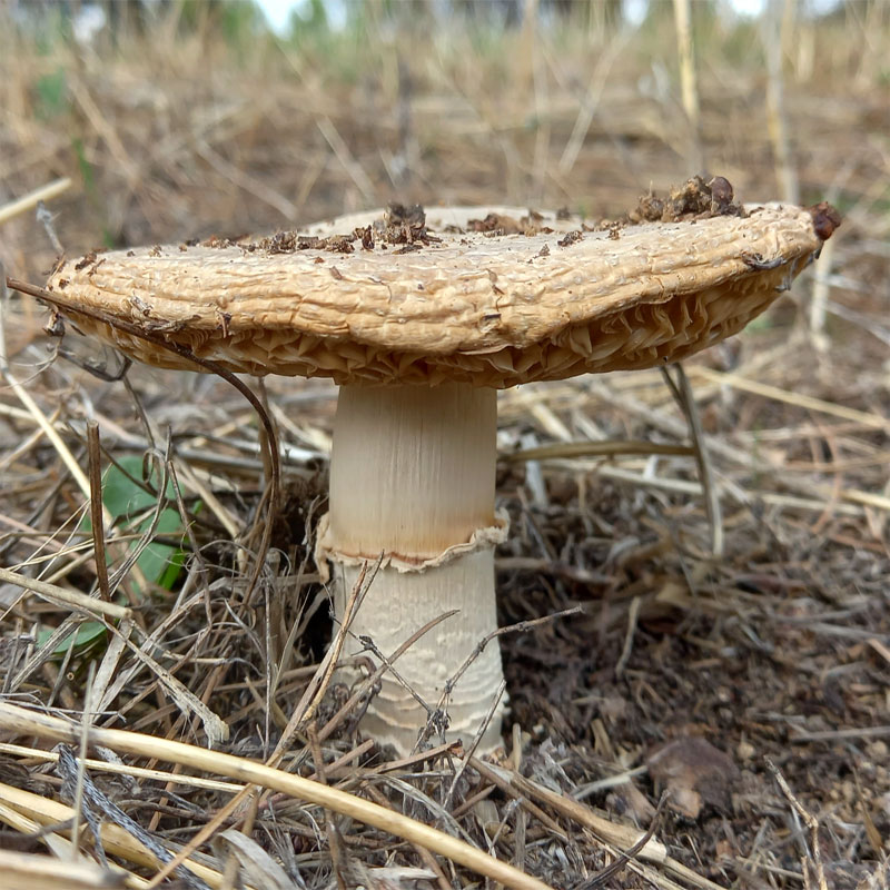 boletales Leccinum duriuscolum