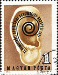 Phoenicurus phoenicurus