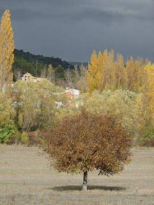 Junglans regia, nogal