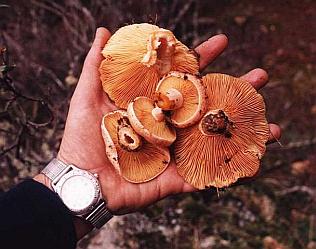 Lactarius deliciosus