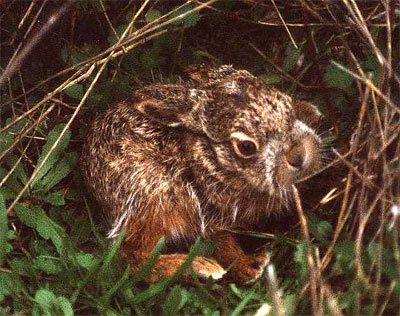 Lepus capensis, liebre