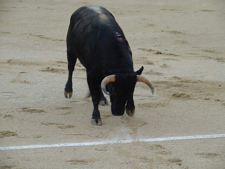 Linternito | Guadaira encaste JP Domecq | 536 Kg.