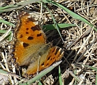 Nymphalis polychloros, olmera