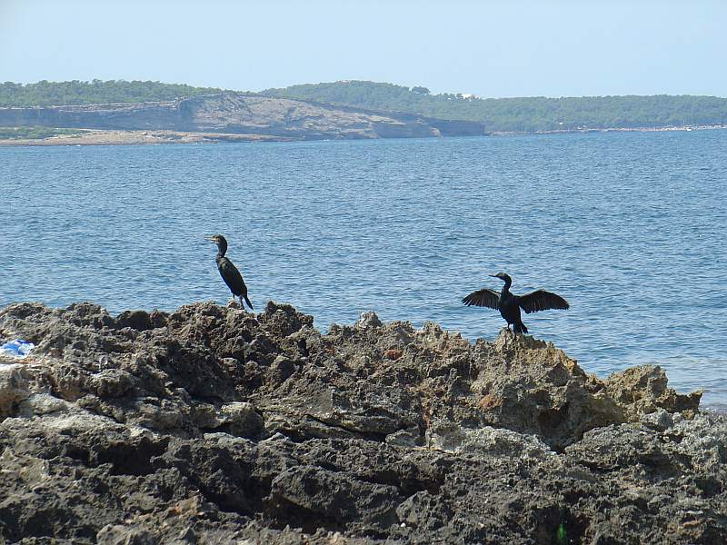 Pareja de cormoranes, Phalacrocorax sp. enel Ponent de la bahia de Portmany