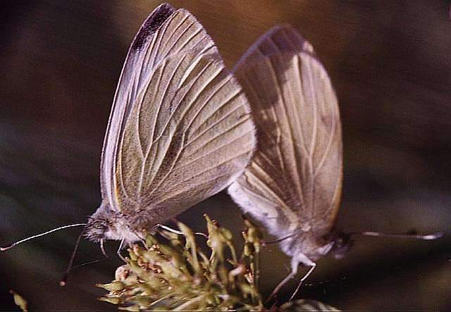 Pieris brassicae, mariposa blanca de la col apareadas