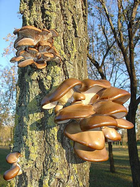 Pleurotus ostreatus