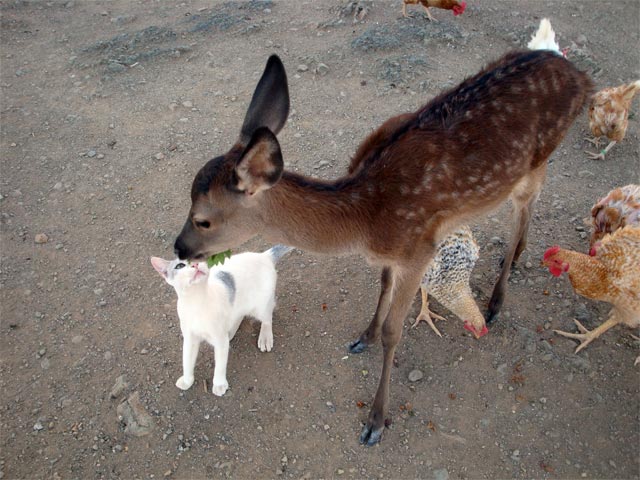 Cervus elaphus cierva de 2 meses, gato y gallinas