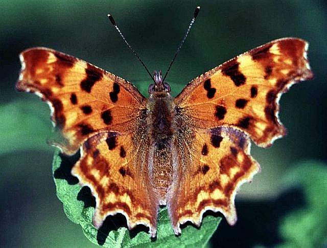 Polygonia c-album